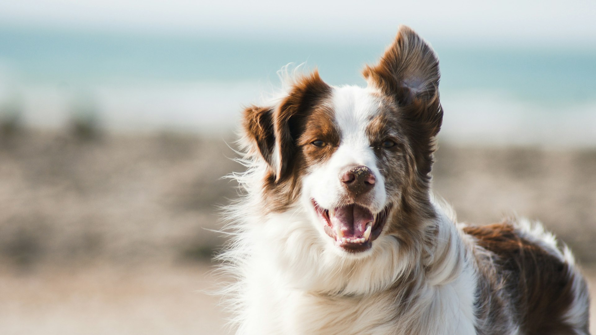 Fluffy golden retriever looking happy after a professional grooming session