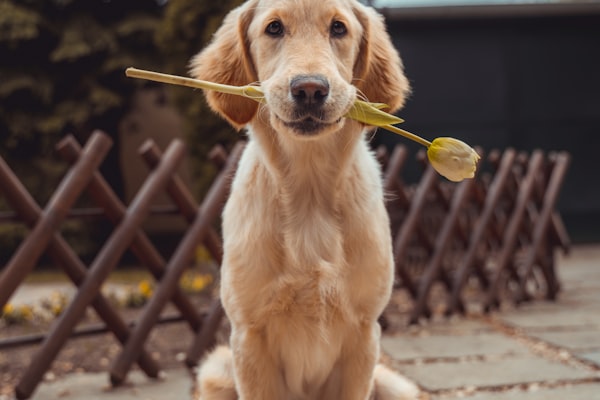 Professional pet groomer giving a dog a bath and blowout