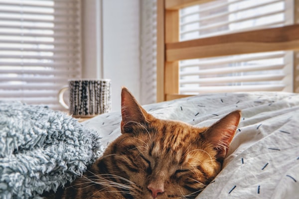 Happy dog relaxing in a clean, comfortable boarding suite